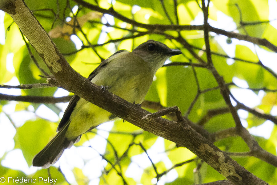 Grey Whistler