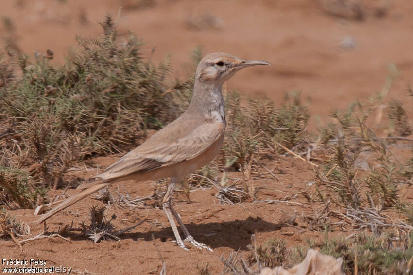 Sirli du désertadulte, habitat, camouflage, pigmentation