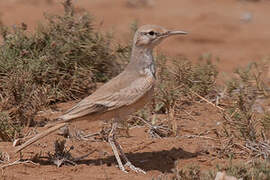 Greater Hoopoe-Lark