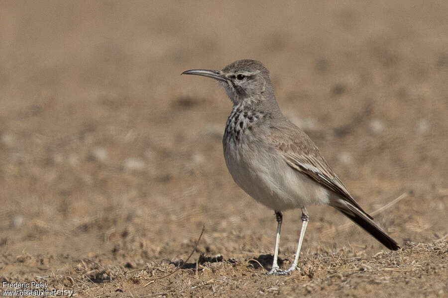 Sirli du désertadulte, identification