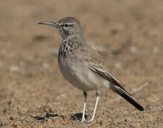 Greater Hoopoe-Lark