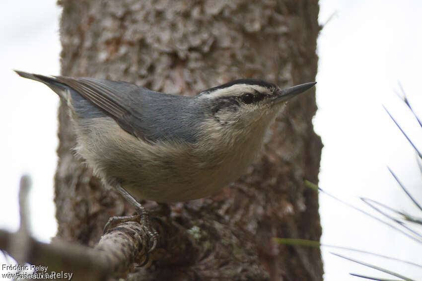 Corsican Nuthatch male adult, identification