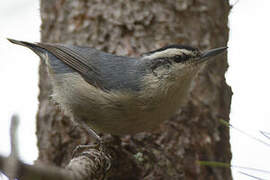 Corsican Nuthatch