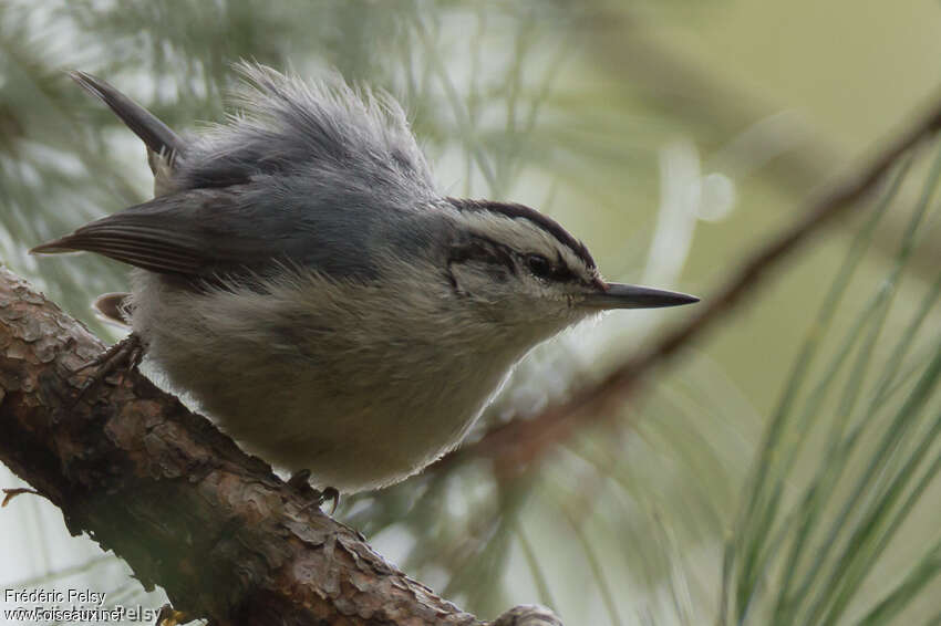 Corsican Nuthatch male adult, close-up portrait, aspect