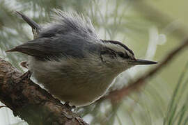 Corsican Nuthatch