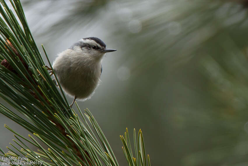 Corsican Nuthatchadult, close-up portrait, pigmentation