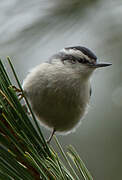 Corsican Nuthatch