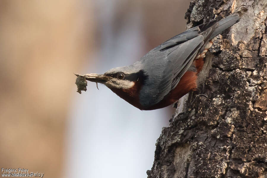 Chestnut-bellied Nuthatch male adult, feeding habits