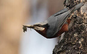 Chestnut-bellied Nuthatch