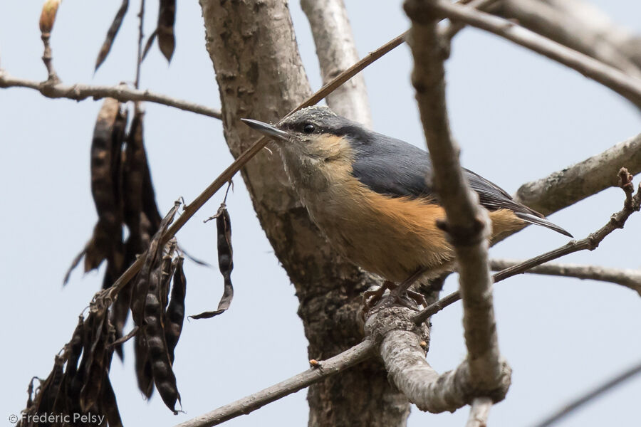 White-tailed Nuthatch