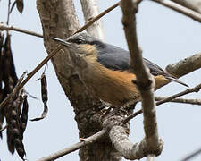 White-tailed Nuthatch