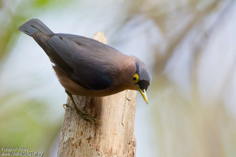 Sulphur-billed Nuthatchadult, identification