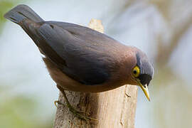 Sulphur-billed Nuthatch