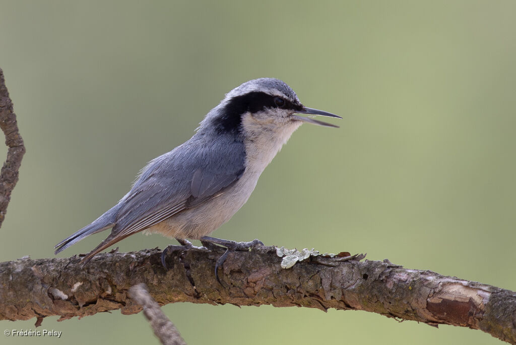 Yunnan Nuthatch