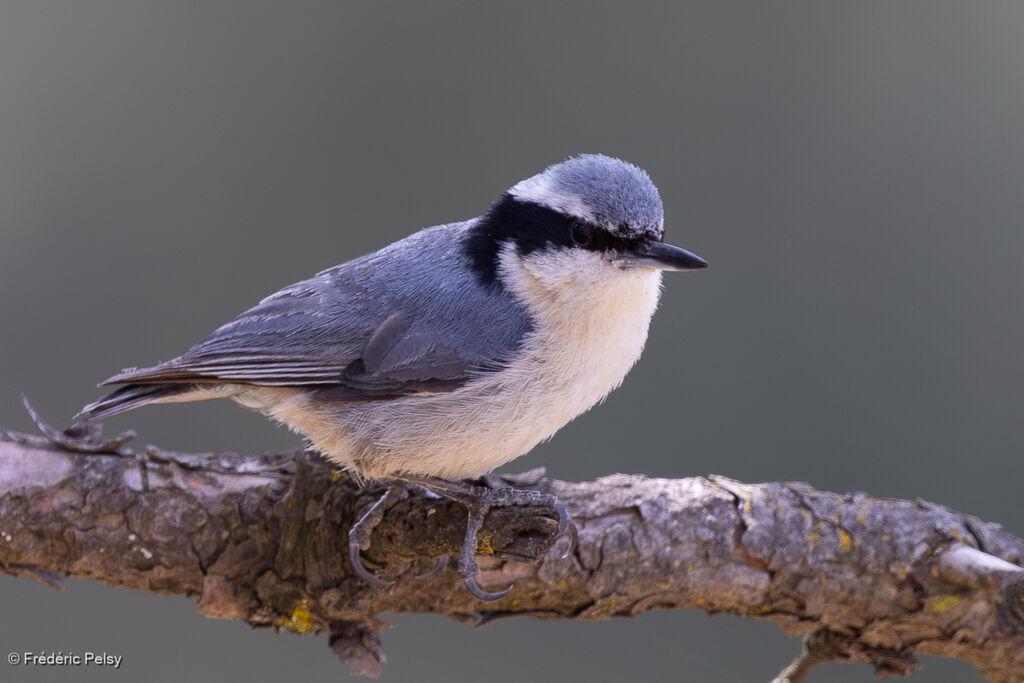 Yunnan Nuthatch