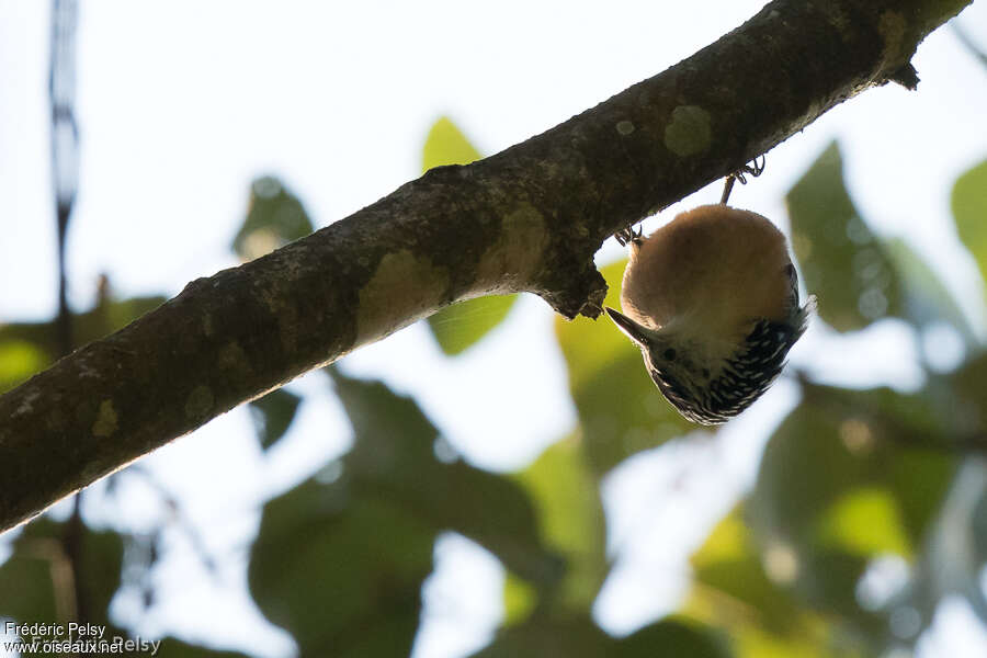 Beautiful Nuthatch