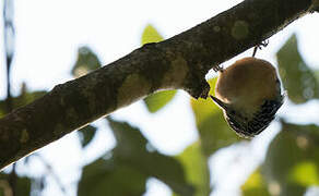 Beautiful Nuthatch