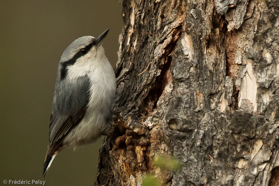 Eurasian Nuthatchadult