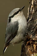 Eurasian Nuthatch