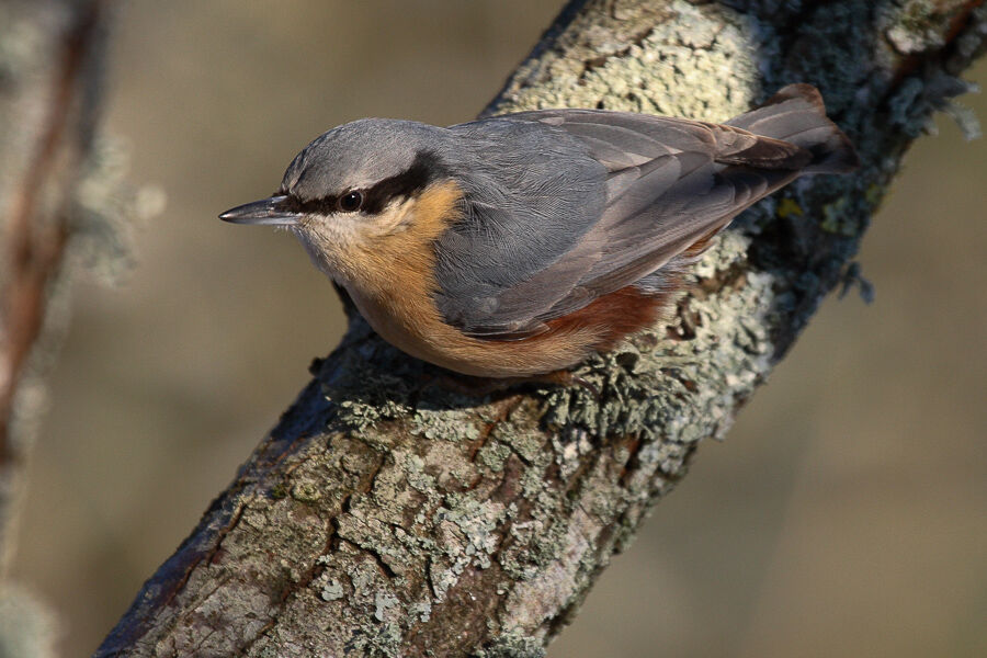 Eurasian Nuthatch