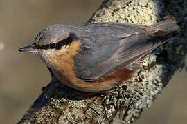 Eurasian Nuthatch