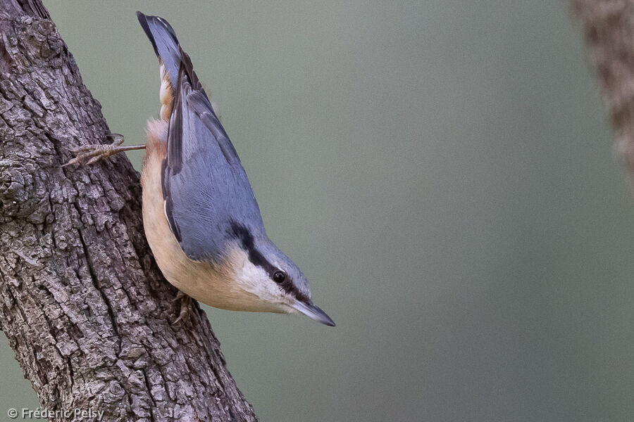 Eurasian Nuthatch