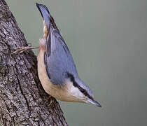 Eurasian Nuthatch