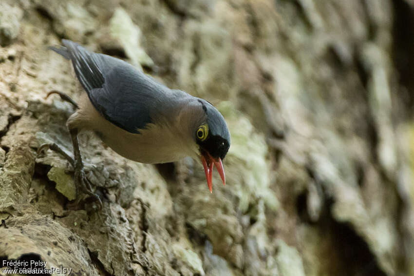 Sittelle veloutée mâle adulte, identification