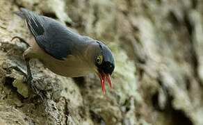 Velvet-fronted Nuthatch