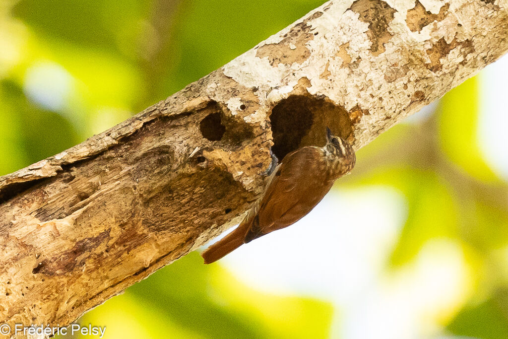 Streaked Xenops