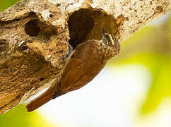 Streaked Xenops