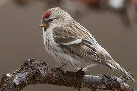 Common Redpoll