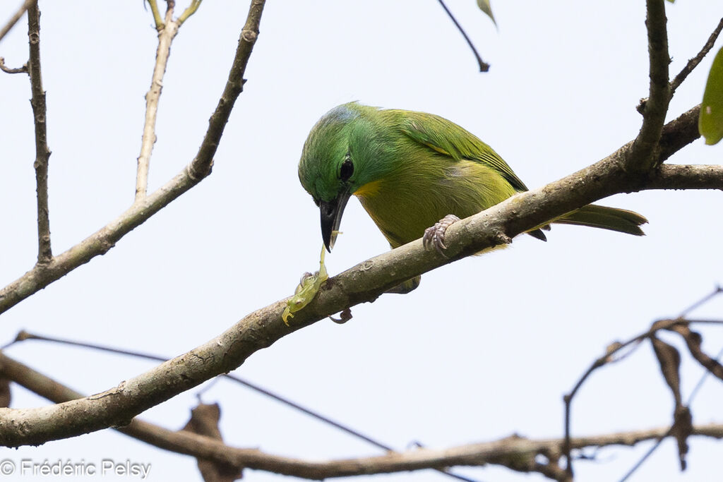 Green Shrike-Vireo, eats