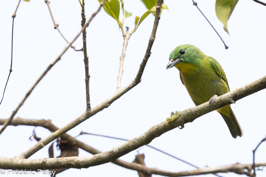 Green Shrike-Vireo