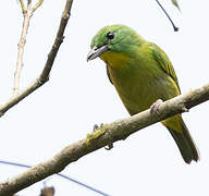 Green Shrike-Vireo