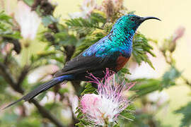 Red-chested Sunbird