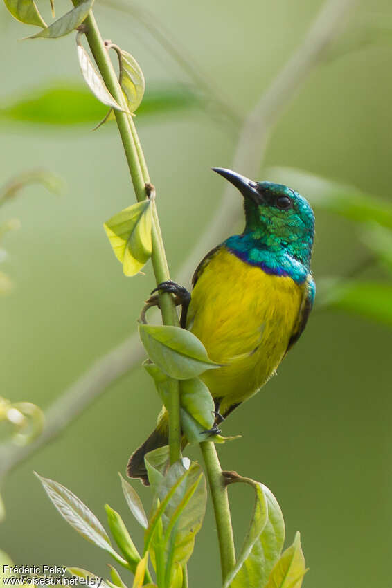 Collared Sunbird male adult, close-up portrait