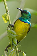 Collared Sunbird