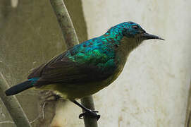 Collared Sunbird