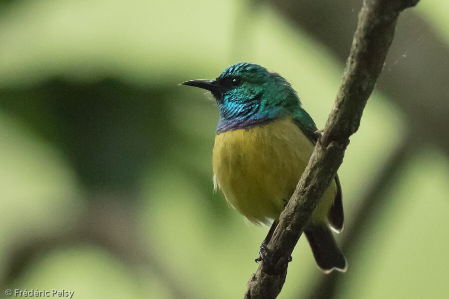 Collared Sunbird male adult