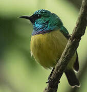 Collared Sunbird