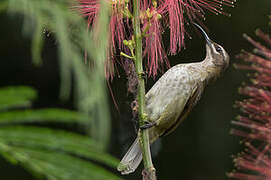 Blue-throated Brown Sunbird