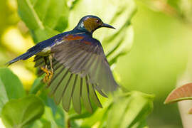 Brown-throated Sunbird