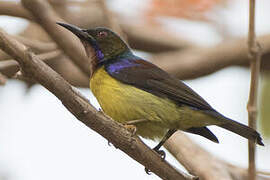 Brown-throated Sunbird