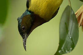 Brown-throated Sunbird