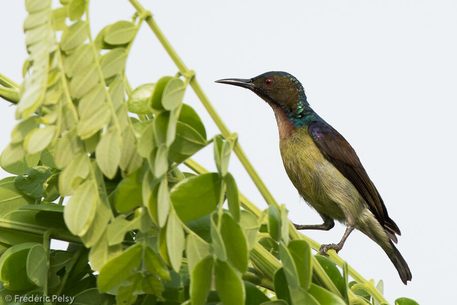 Brown-throated Sunbird male adult