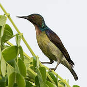 Brown-throated Sunbird