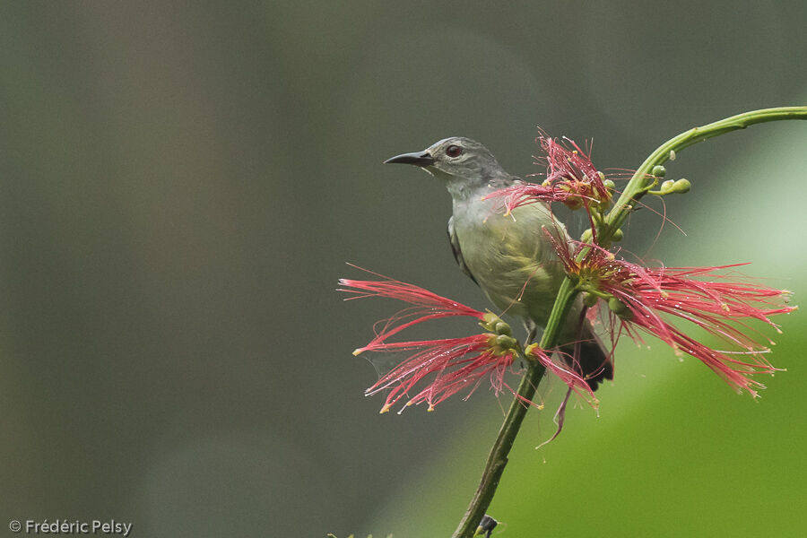 Brown-throated Sunbird female adult