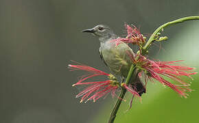 Brown-throated Sunbird