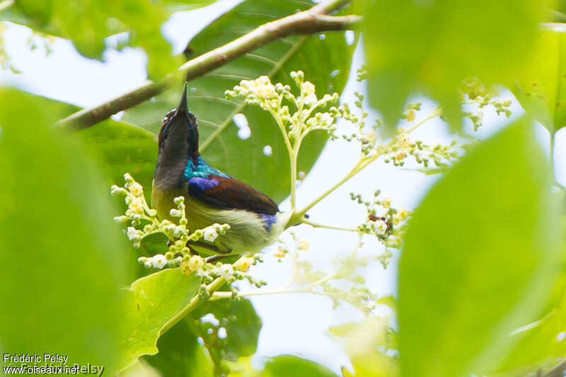 Grey-throated Sunbird male adult